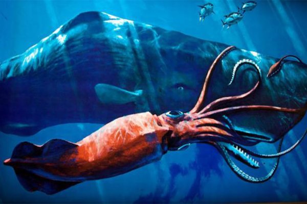 Kraken 5at
