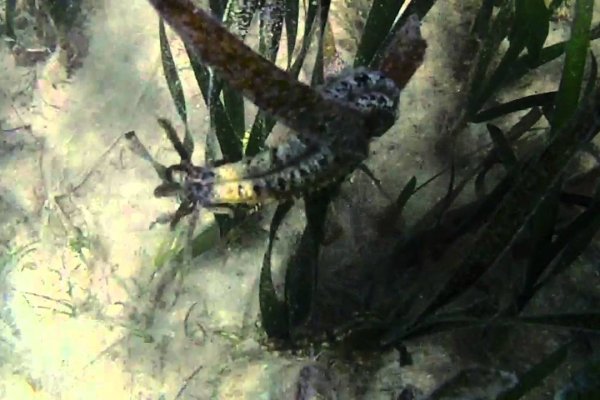 Kraken сайт kraken torion