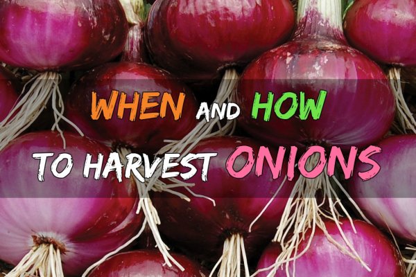 Kraken tor onion зеркало
