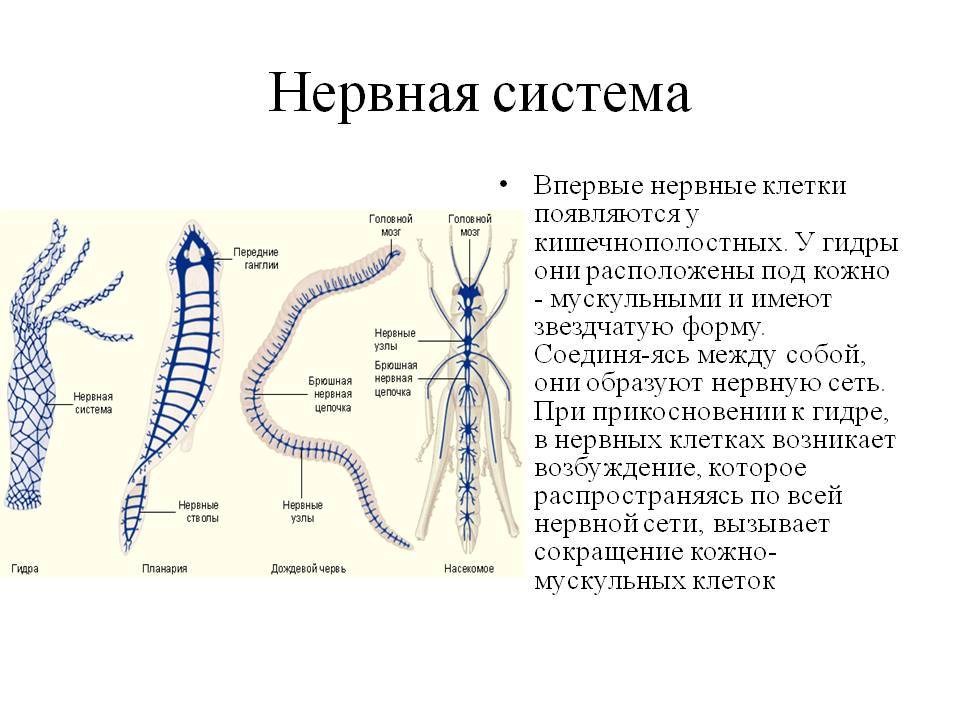 Гидра и кракен